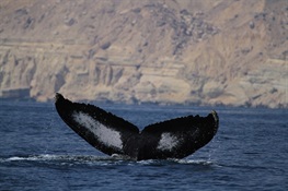 Massive Genetic Study of Humpback Whales To Inform Conservation Assessments of Ocean Giants